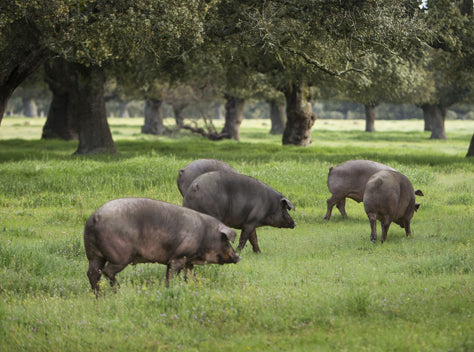 THE NATURAL ENVIRONMENT OF THE IBERIAN PIG